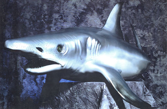 fiberglass shark